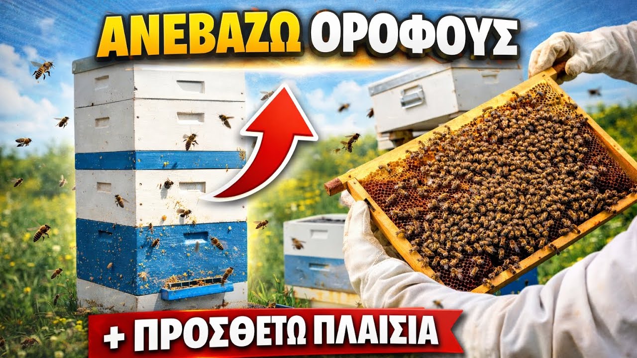 🐝 Πώς Ανεβάζω Ορόφους & Προσθέτω Πλαίσια στα Μελίσσια | Σωστή Ανάπτυξη