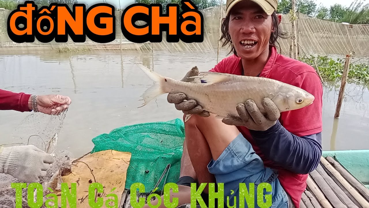Khủng khiếp đống chà 20tr toàn cá ngon # 7 Ếch tân Hồng #