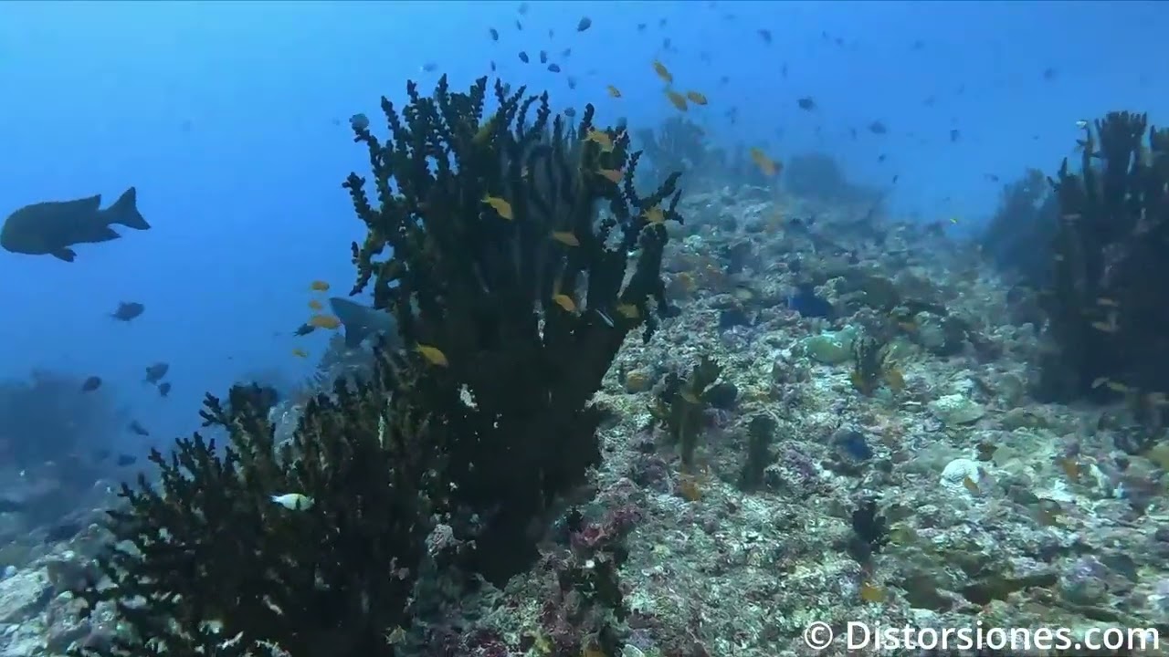 12052025 Ghobali Channel