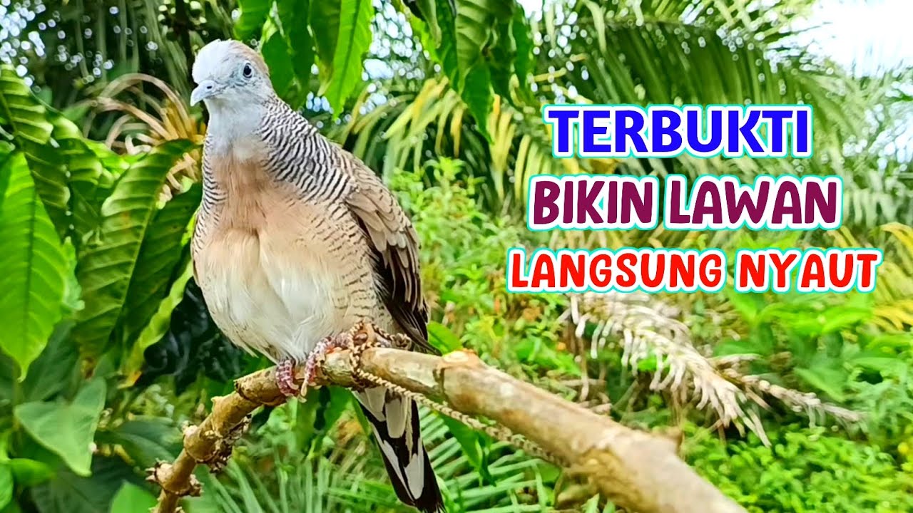 Suara Burung Perkutut Pikat 100% TERBAIK Untuk Pancingan & Memikat 
