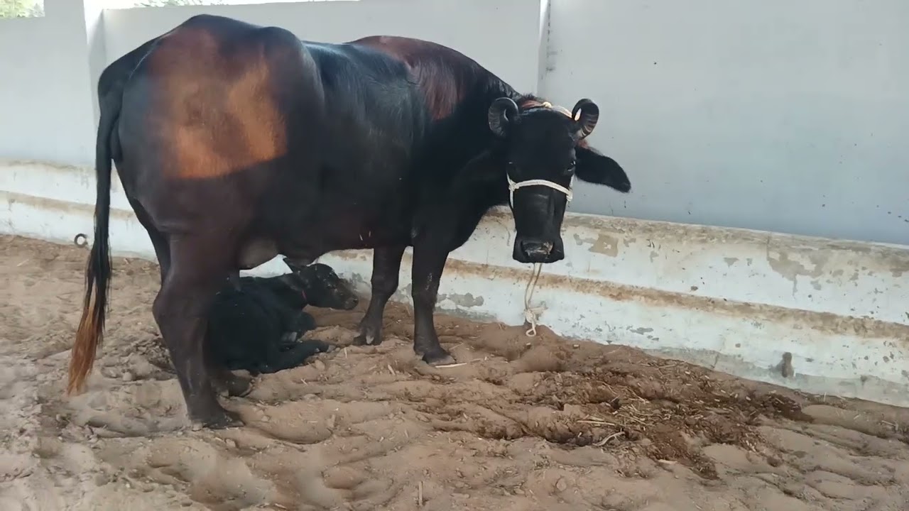 9978588952 Utsav deri form Mehsana Gujarat buffalo supplier 
