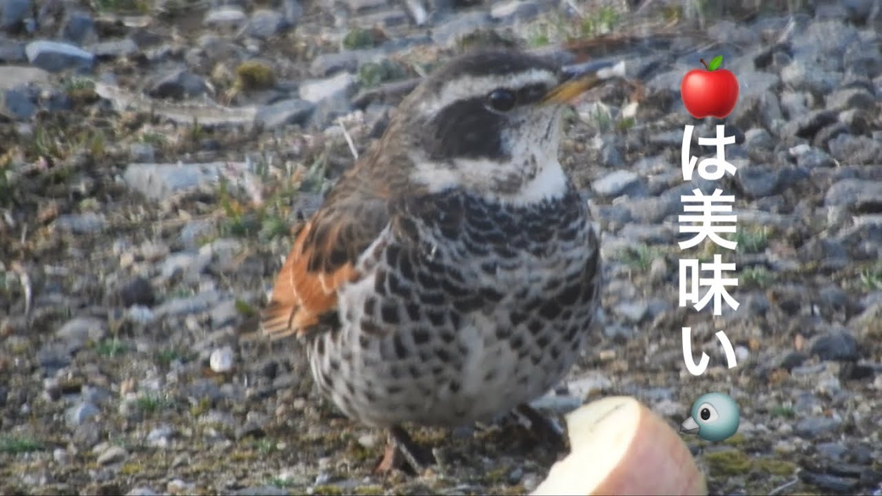 まるおの母　まるこの宿根草と低木の庭　2026 02 24 今日も気温が⤴️🌡️ 野鳥もカップルが目立つようになりました。スギ花粉と紫外線に注意しながら、庭仕事を進めていかなきゃ‼️