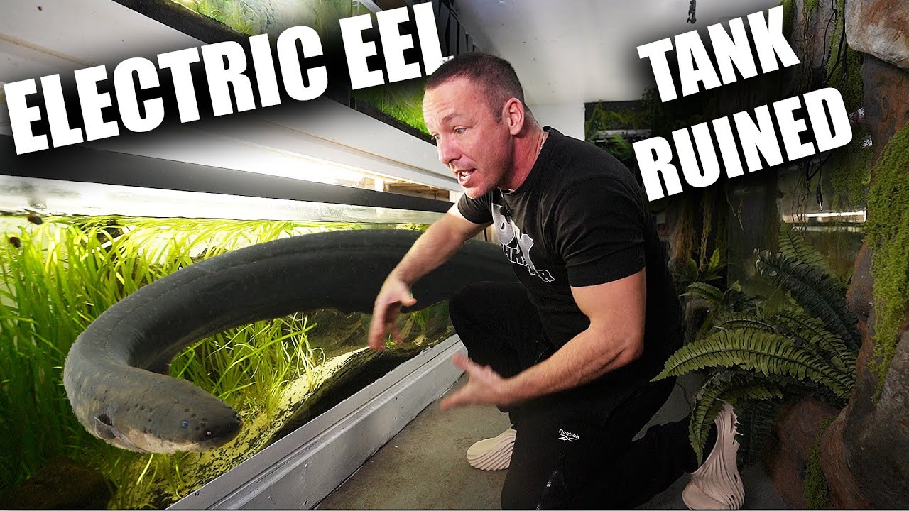My pet electric eel is ruining his aquarium! the king of DIY tried to save his fish tank