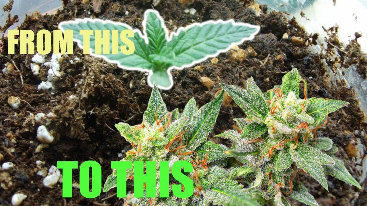 how to grow marijuana in jamaica from seeds ALL NATURAL ALL ORGANIC