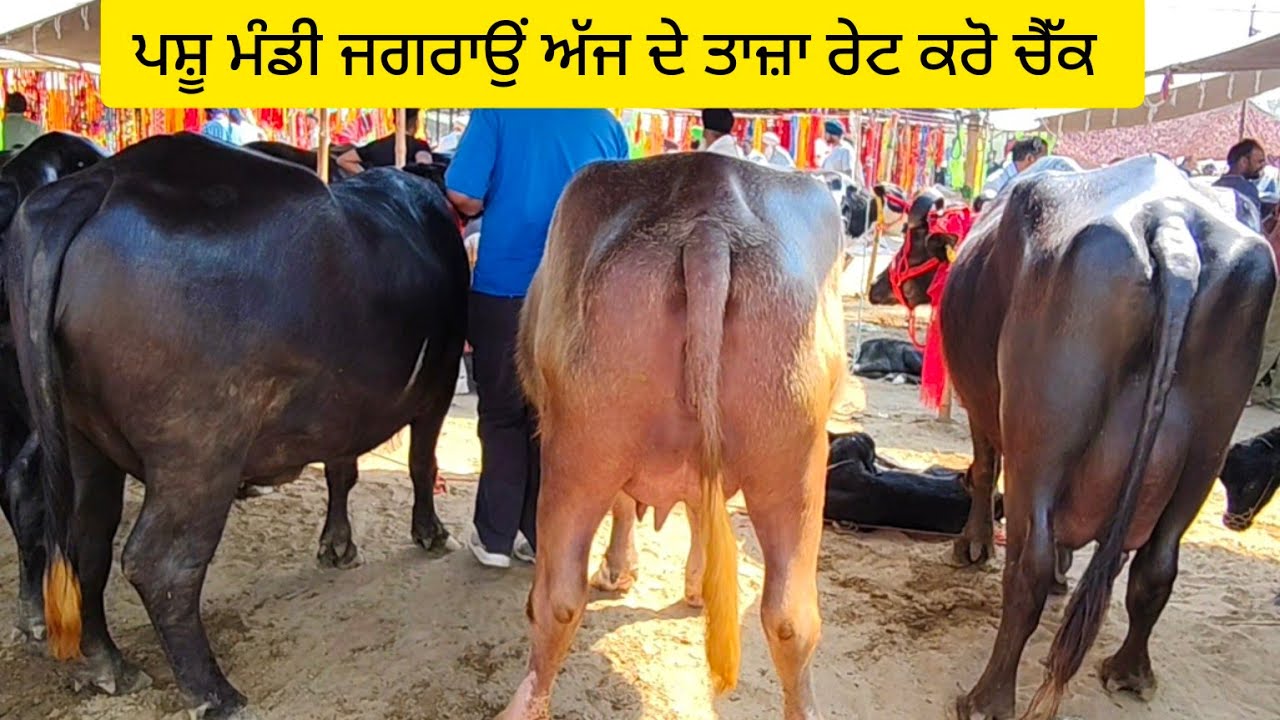 #date(23-03-25 pashu Mandi Jagraon ਪਸ਼ੂ ਮੰਡੀ ਜਗਰਾਉਂ ਰੇਟ ਕਰੋ ਚੈੱਕ ਸੱਜਣੋਂ