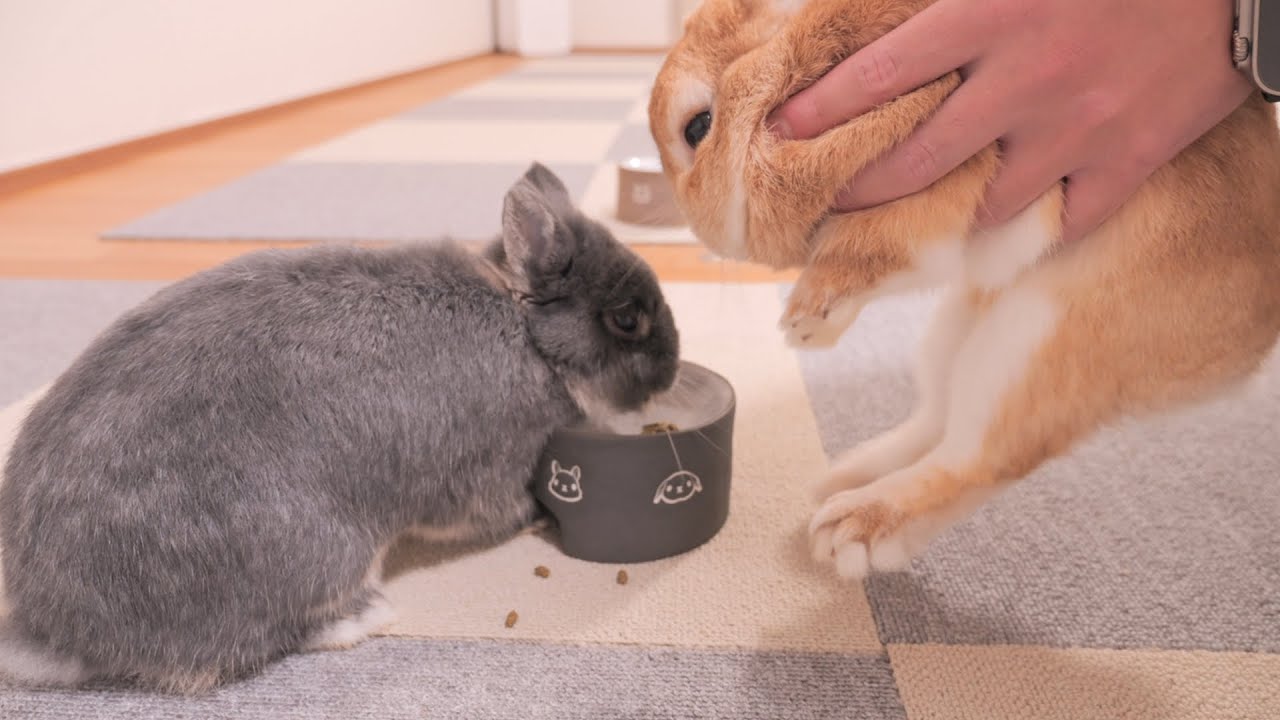 妹のご飯を横取りしたのでムギを捕まえて注意したらこうなりました【No.1197】