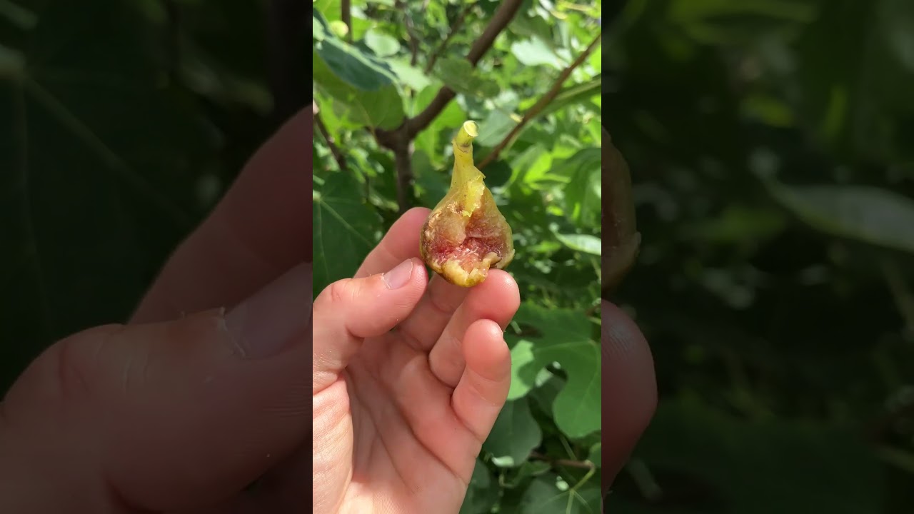 LSU Hollier Fig - Limit Pruning, Better Results 