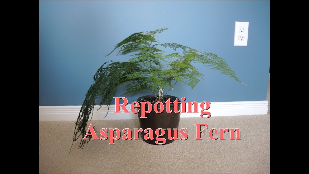 Repotting Asparagus Fern - Asparagus plumosus