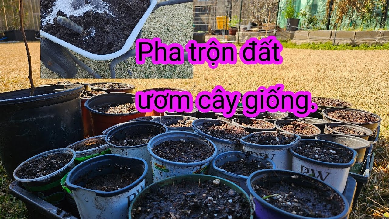 #650:Đầu tháng 2 tranh thủ gieo Trồng thêm hạt giống rau chịu lạnh, ươm củ bông và dây Kiwi 🥝. 