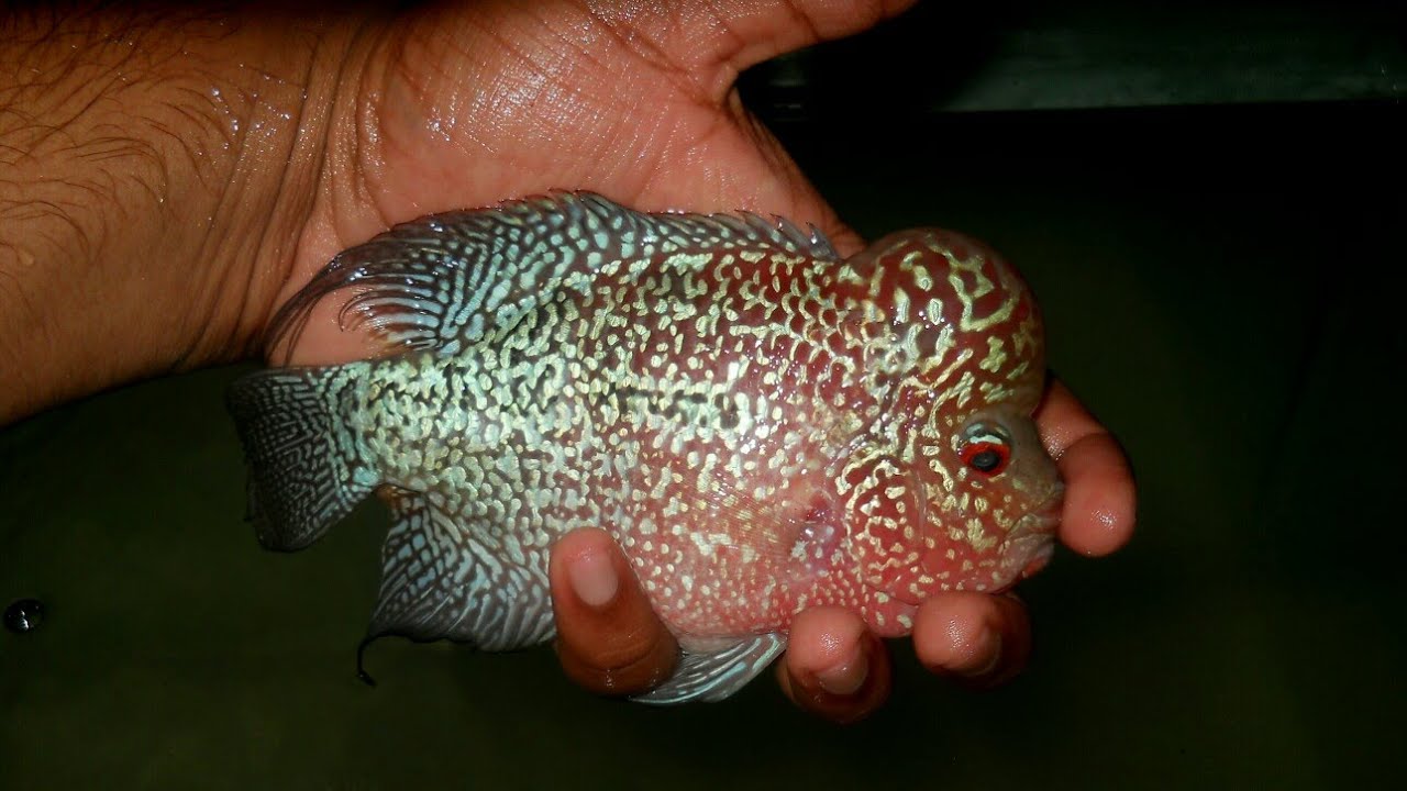 Flowerhorn - Kml (HWS)