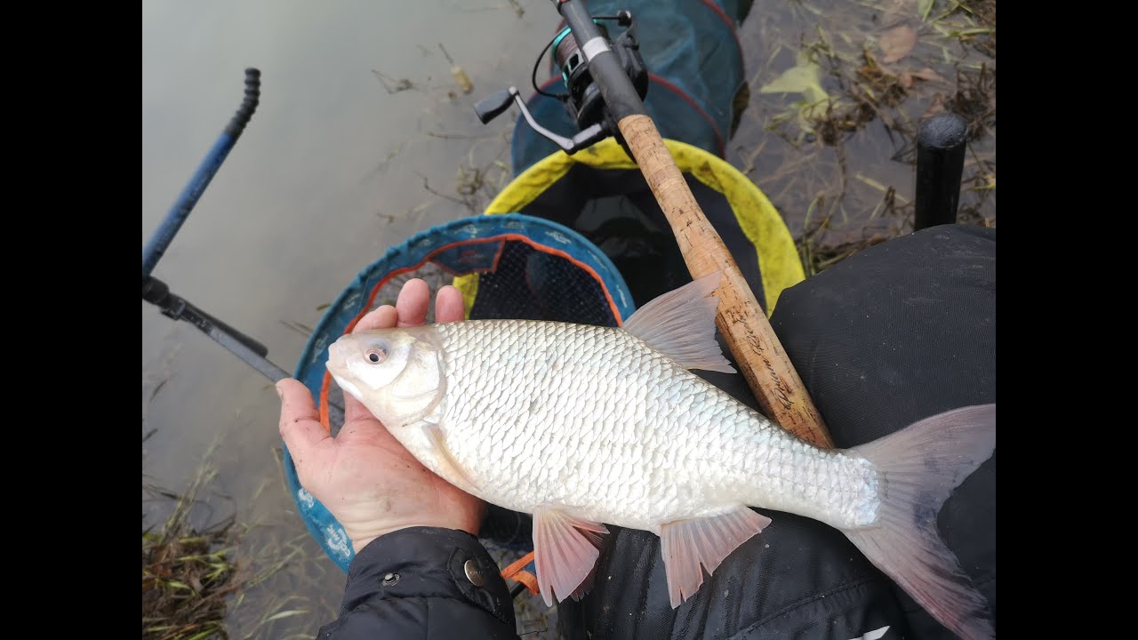 Wielkie płocie na feeder !!!