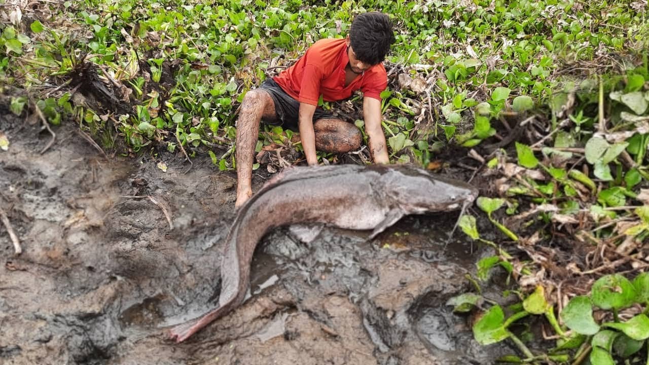 Amazing Hand Fishing Video. Smart Boys Catching Big Catfish By Hand Under Water Hyacinth
