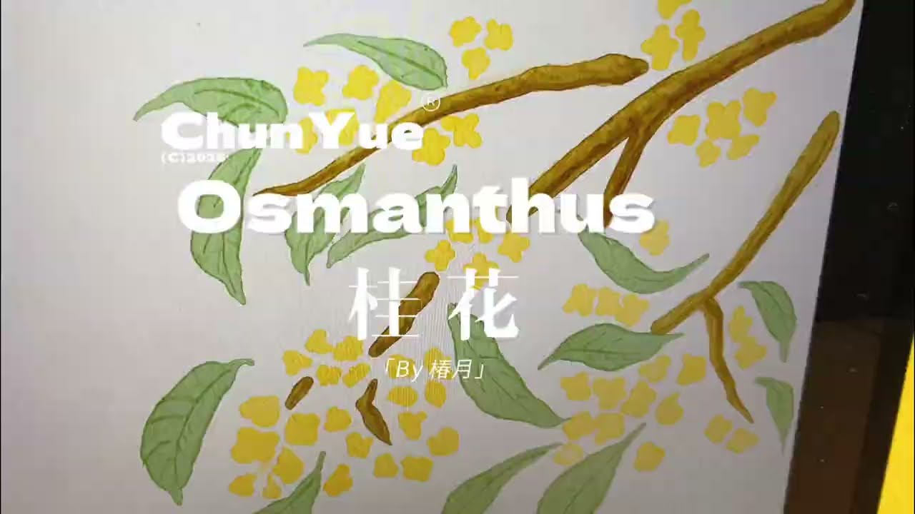 情人节也可以是桂花味的吗 #把爱画成花 #ipad绘画 #国风没骨简笔画 #procreate绘画 #零基础学画画 