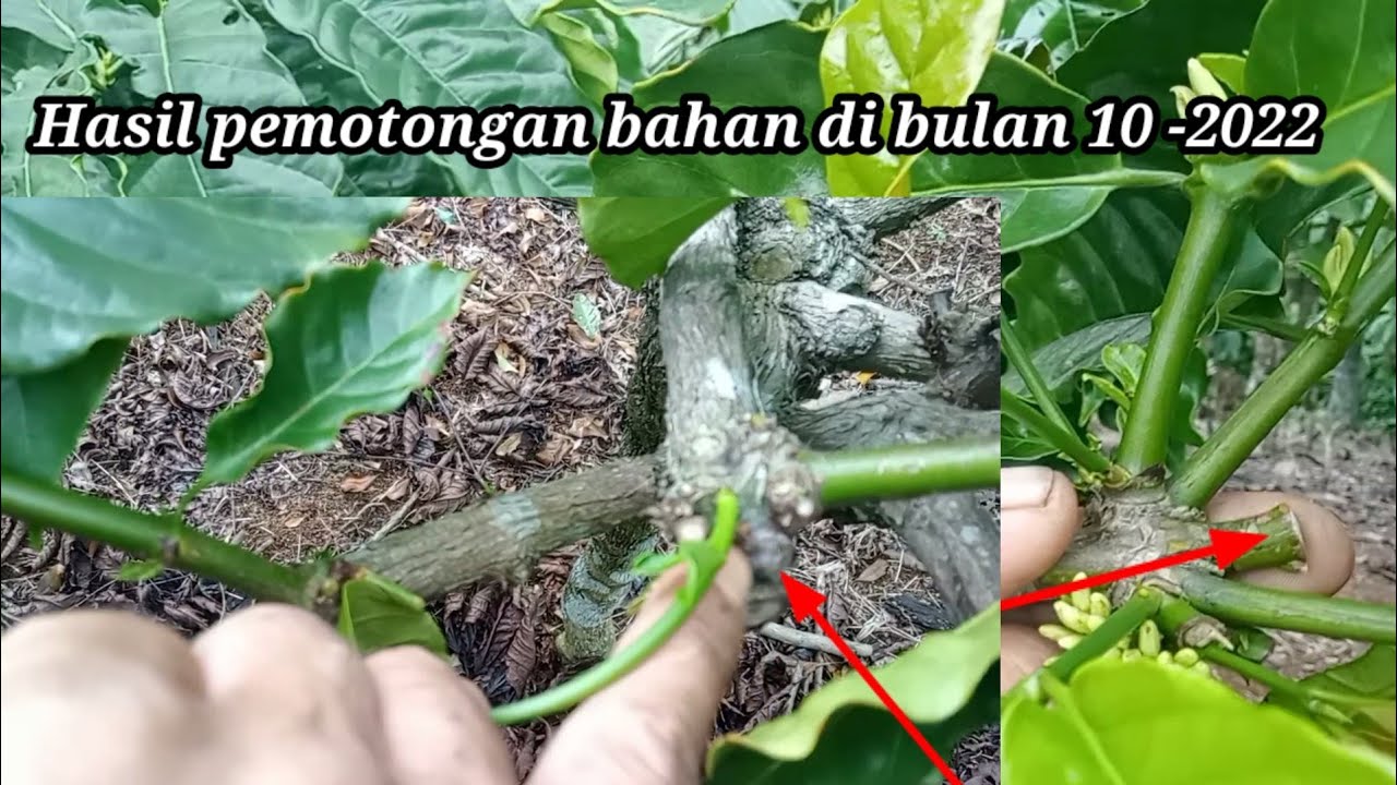 hasil experimen pemotongan bahan  hasil penyimpanan di bulan  8 kita potong di bulan 10