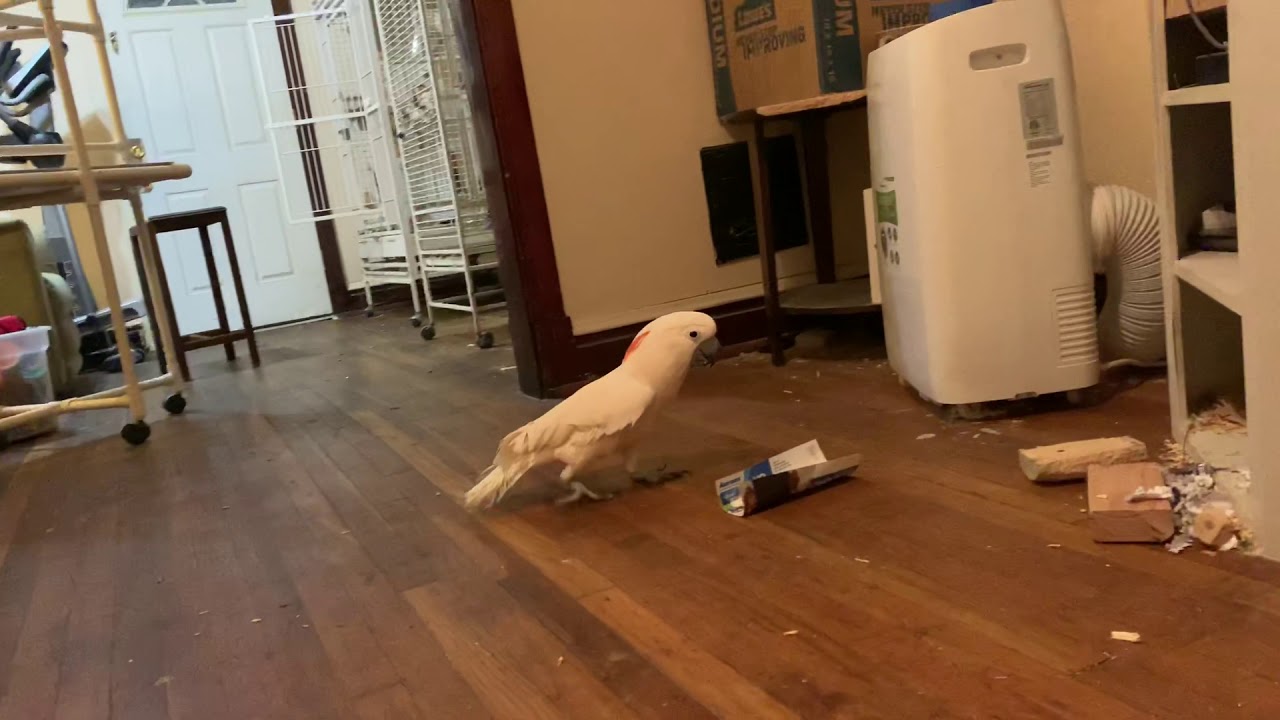 Talking with Misha bird and OMG my floor is kinda clean