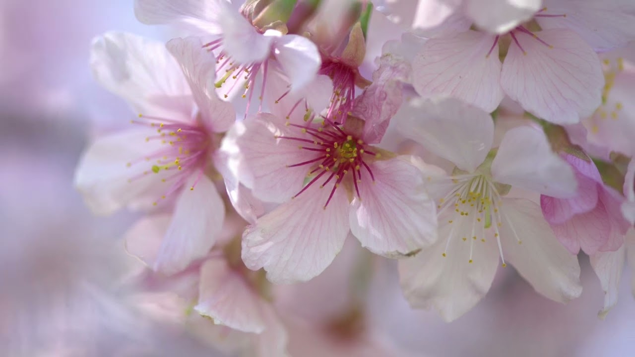 浅谈拍摄樱花🌸| Shooting Cherry Blossom
