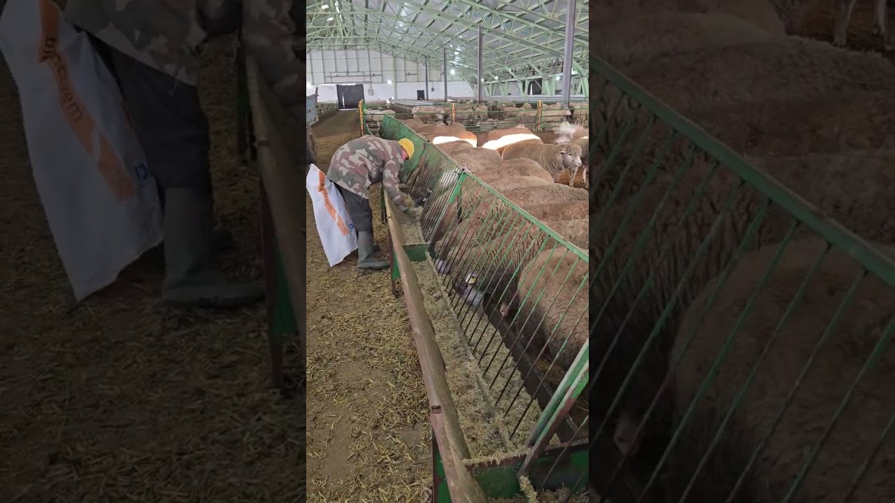 İlla Fransa bakım ve besleme hakkında part 1 Modern hayvancılık ERZİNCAN 