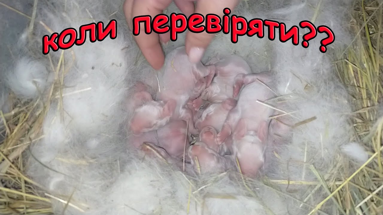 КОЛИ ТА ЯК ПЕРЕВІРЯТИ ГНІЗДА КРОЛИЧОК//Розведення кроликів
