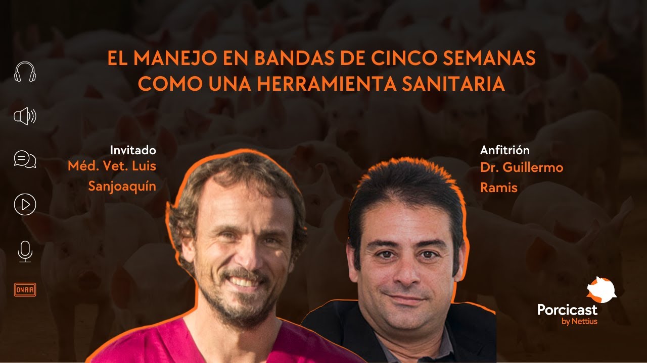 #05 - El manejo en bandas de cinco semanas como una herramienta sanitaria