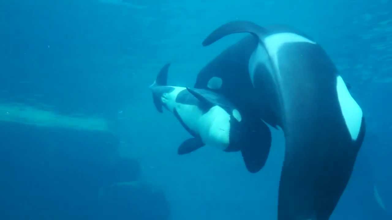 名古屋港水族館　ステラと赤ちゃん 2013-3