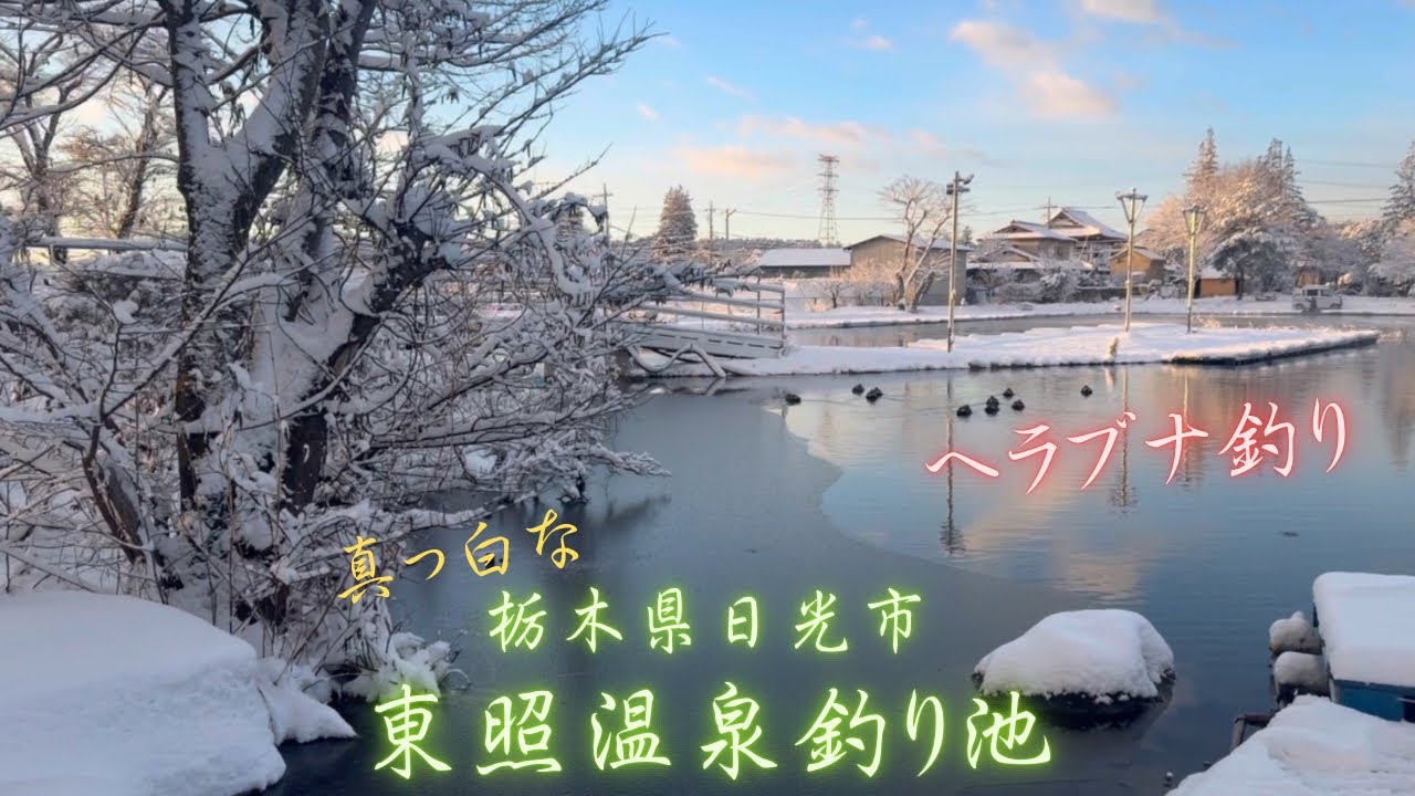 ヘラブナ釣り　東照温泉釣り池　栃木県日光市　雪❄️化粧した東照温泉　#釣り #へらぶな釣り #fishing    2026年1月12日釣行