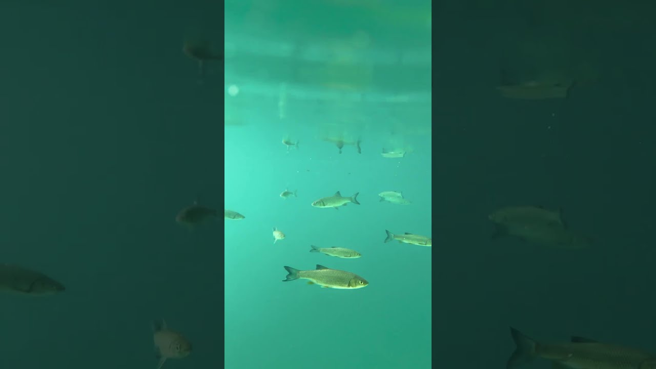 Iphone Under Water in Plitvice National Park, Croatia #iphone13pro #underwater #croatia #plitvice