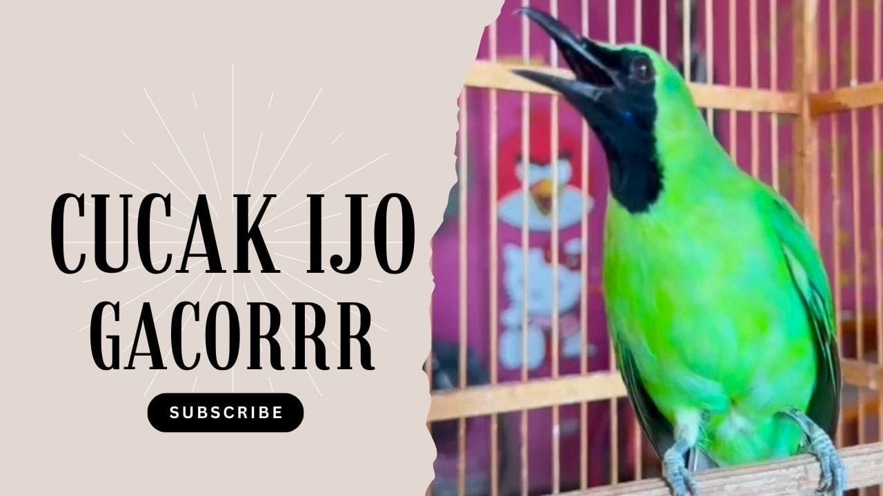 FULL Nembak Panjang-Panjang - Cucak Ijo Ngotot bongkar Isian Kasar