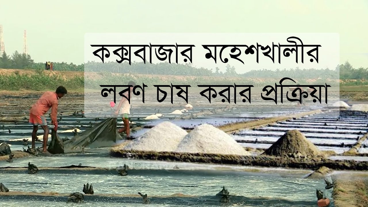 কক্সবাজার মহেশখালীর লবণ চাষ করার চিত্র । Salt Farming in Moheshkhali | Salt Farming in cox’s bazar