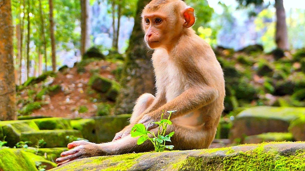 Why Mom Leave me alone..! Poor LUNO looks like feeling sadness, without anyone to take care of him.