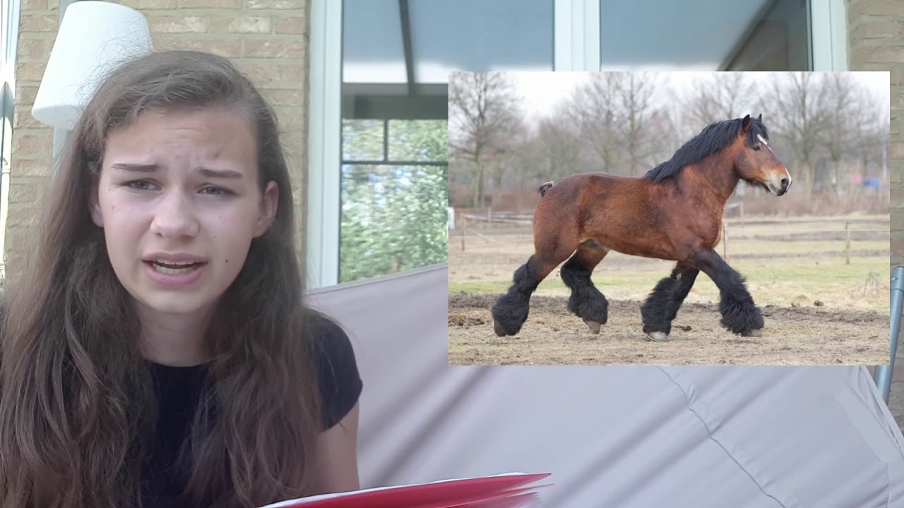 Welke paardenrassen, types, kleuren en aftekeningen zijn er? | Horse & People