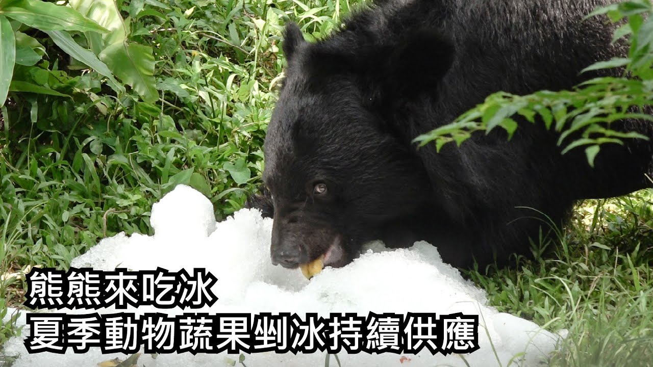 熊熊來吃冰 夏季動物蔬果剉冰持續供應