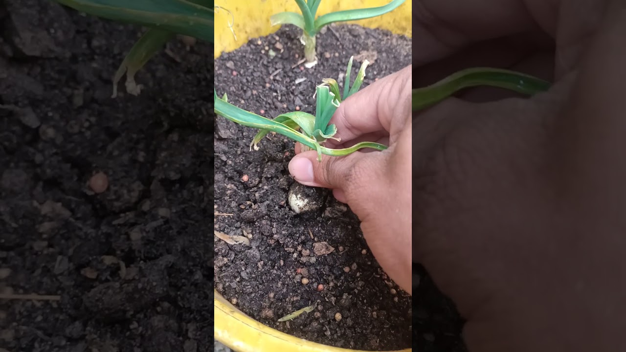Pulling garlic #farming #satisfying #trending
