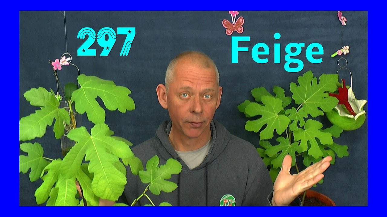 Feige vermehren vom Steckling zur Pflanze Doku