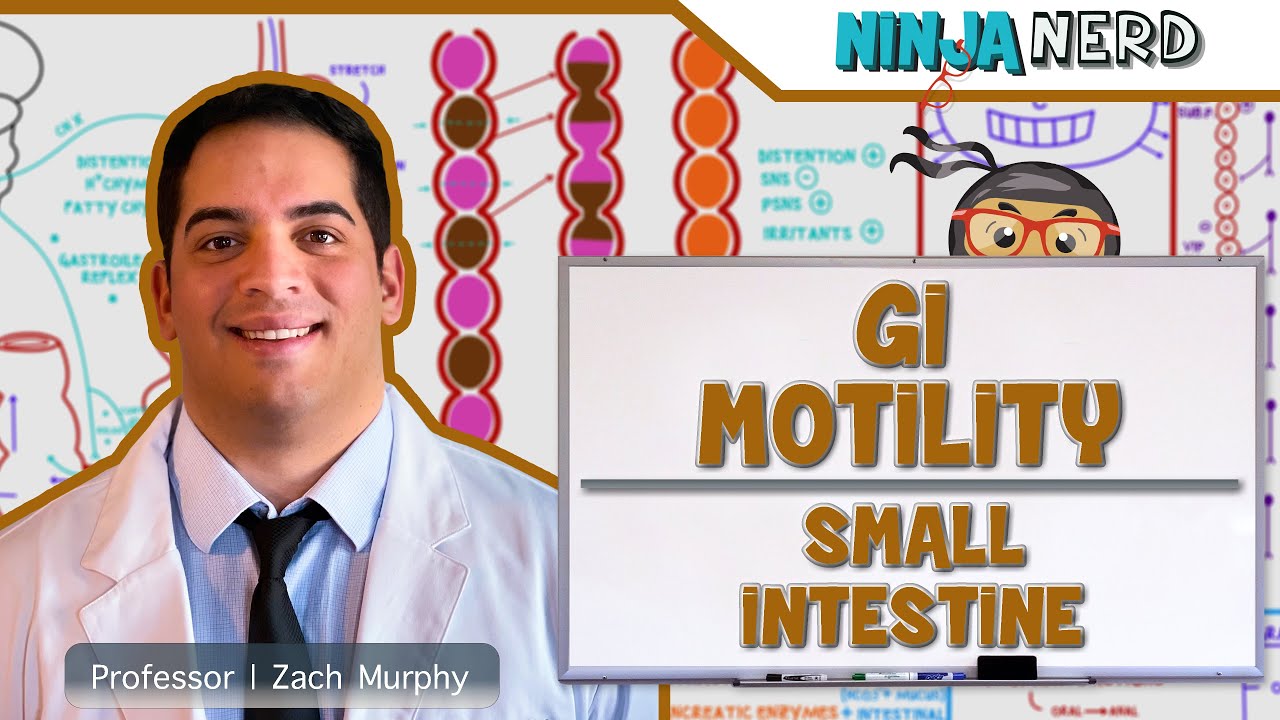 Gastrointestinal | GI Motility of the Small Intestine