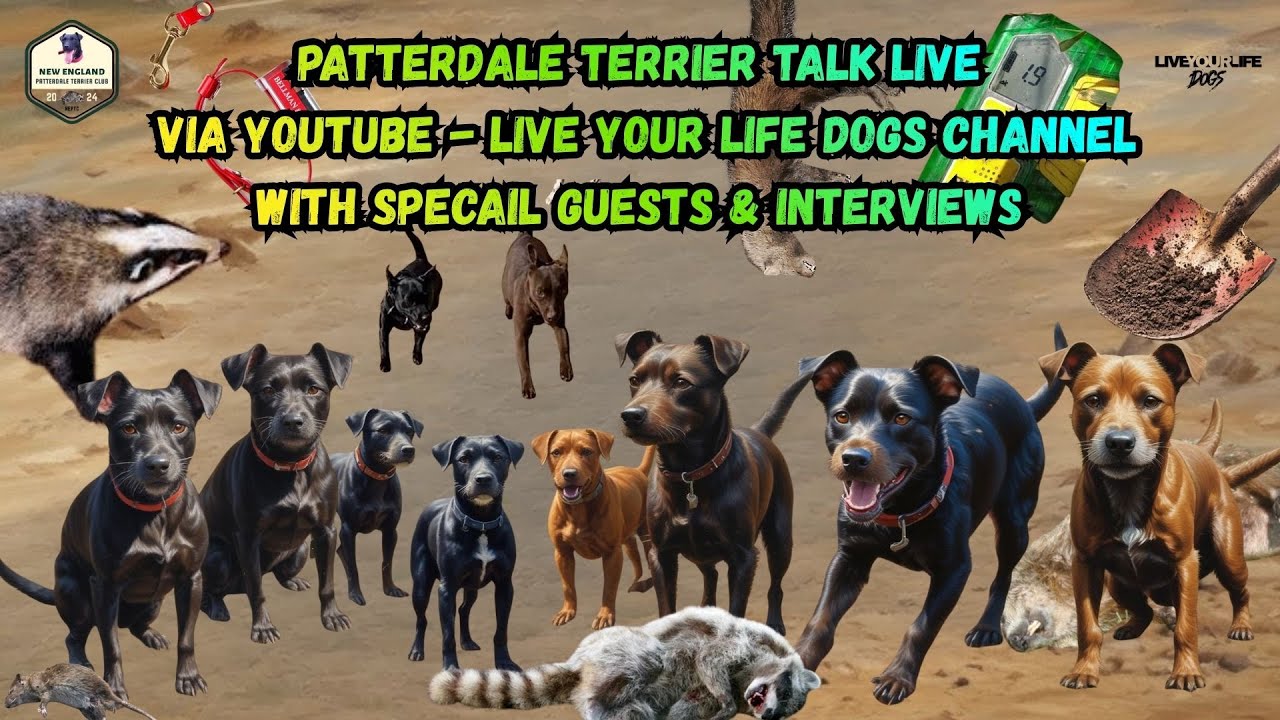 Patterdale Terrier Talk Bark - 37 (2025 Recap)