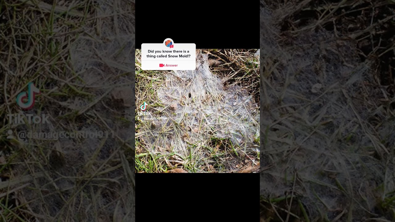 Snow mold is real!? 