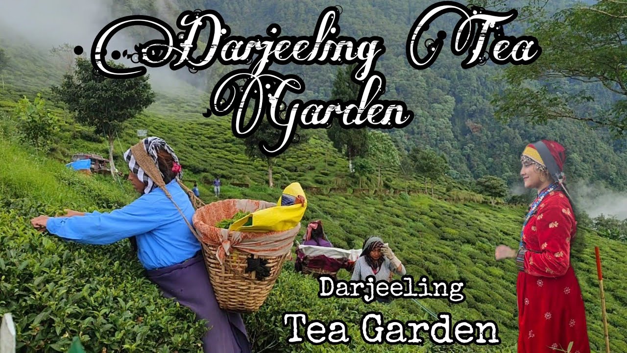 Darjeeling Tea Garden || Darjeeling Tea Garden Tour 2022 ||Tea Garden Darjeeling || @itssathi