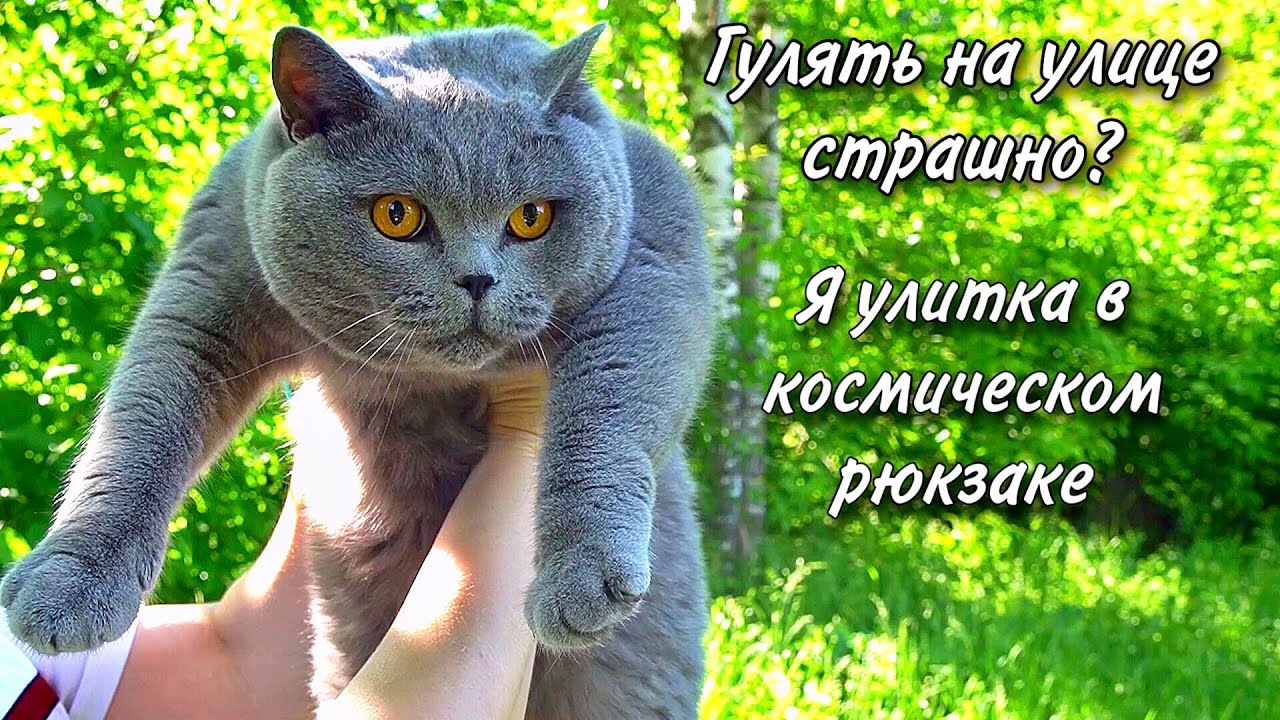 Кот испугался гулять на улице / Кот в космическом рюкзаке /British cat walks