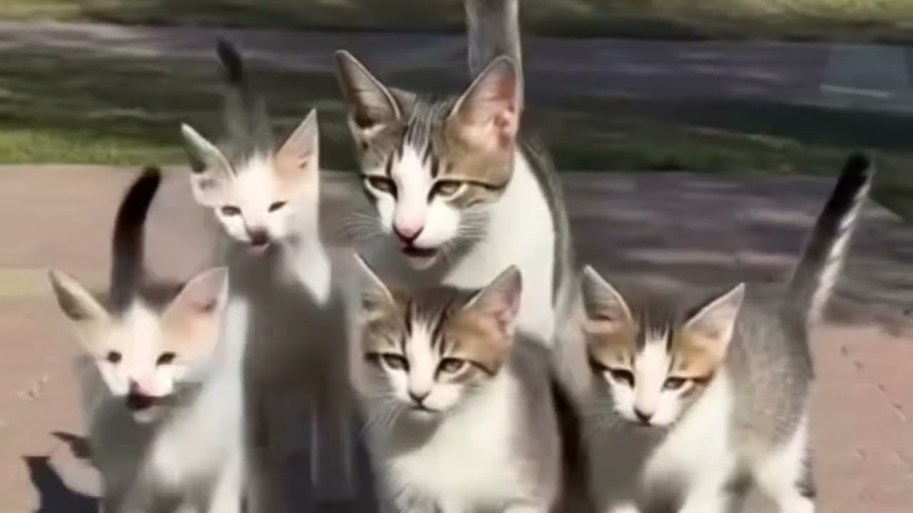 Peaceful Cat Walking Through the Park 🐾 | Relaxing Nature Moment #cat #cats #catvideo #cutecat #pets