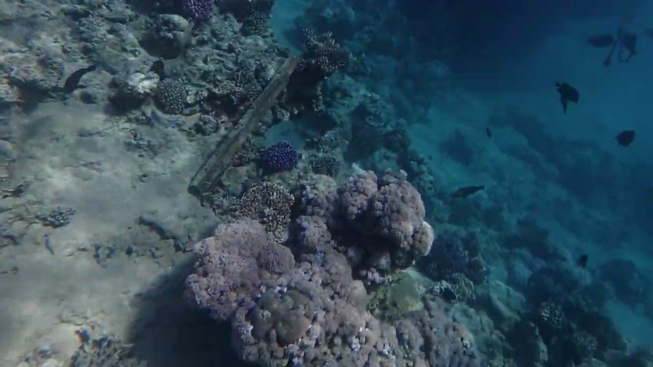 2026 Snorkelling at the Savoy Hotel Sharm El Sheikh House Reef