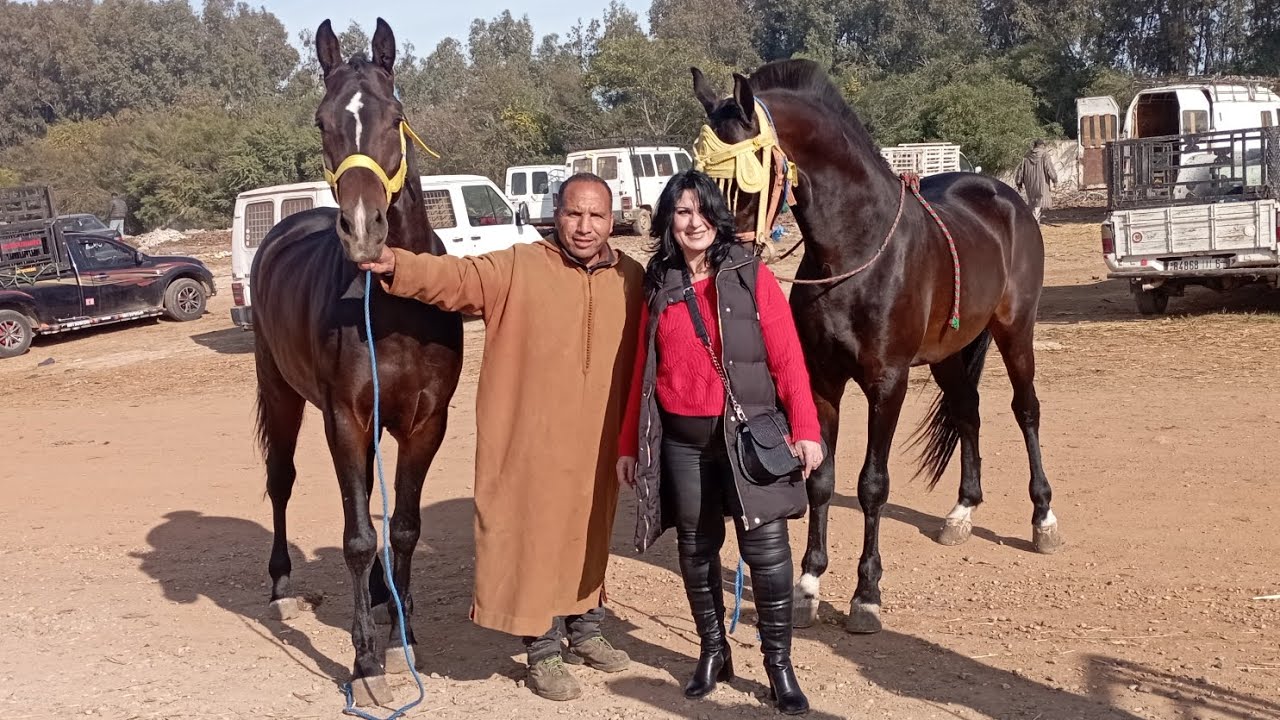 حميد  طيكطوك.اول.مرة.سوق.خميسات كيعر..بناس.و.عاى.خيل.ورا.ق جاو عندو ناس من فرانسا باع ليهوم جدع