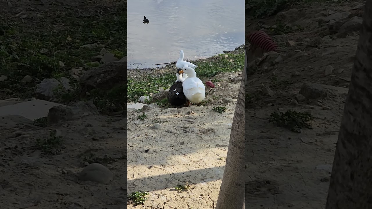 Duck war#duck #duckwalk #war #warzone #news #military #army #specialforces #newshorts