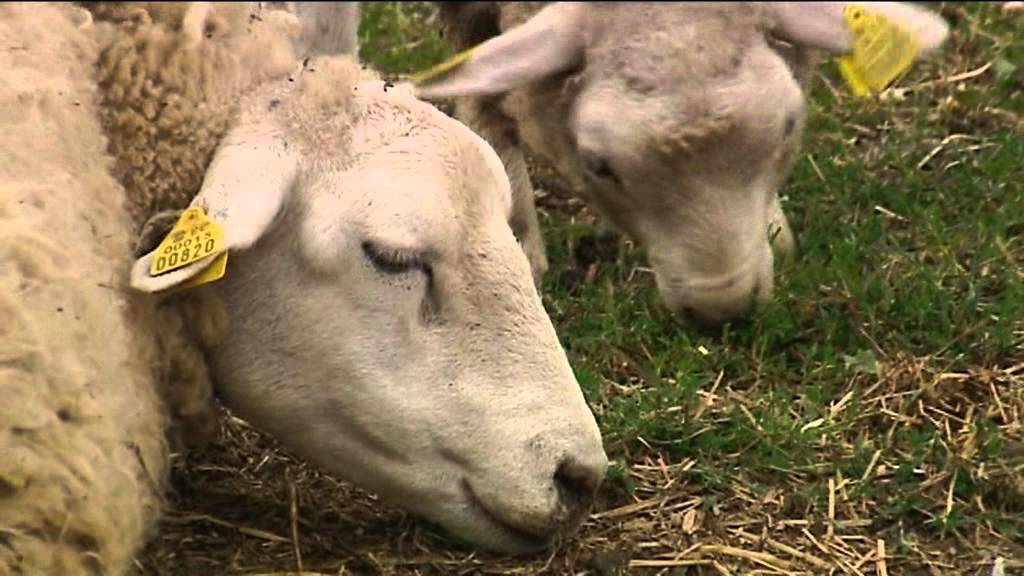 ILUS MAA 2011 Rehekivi lambad