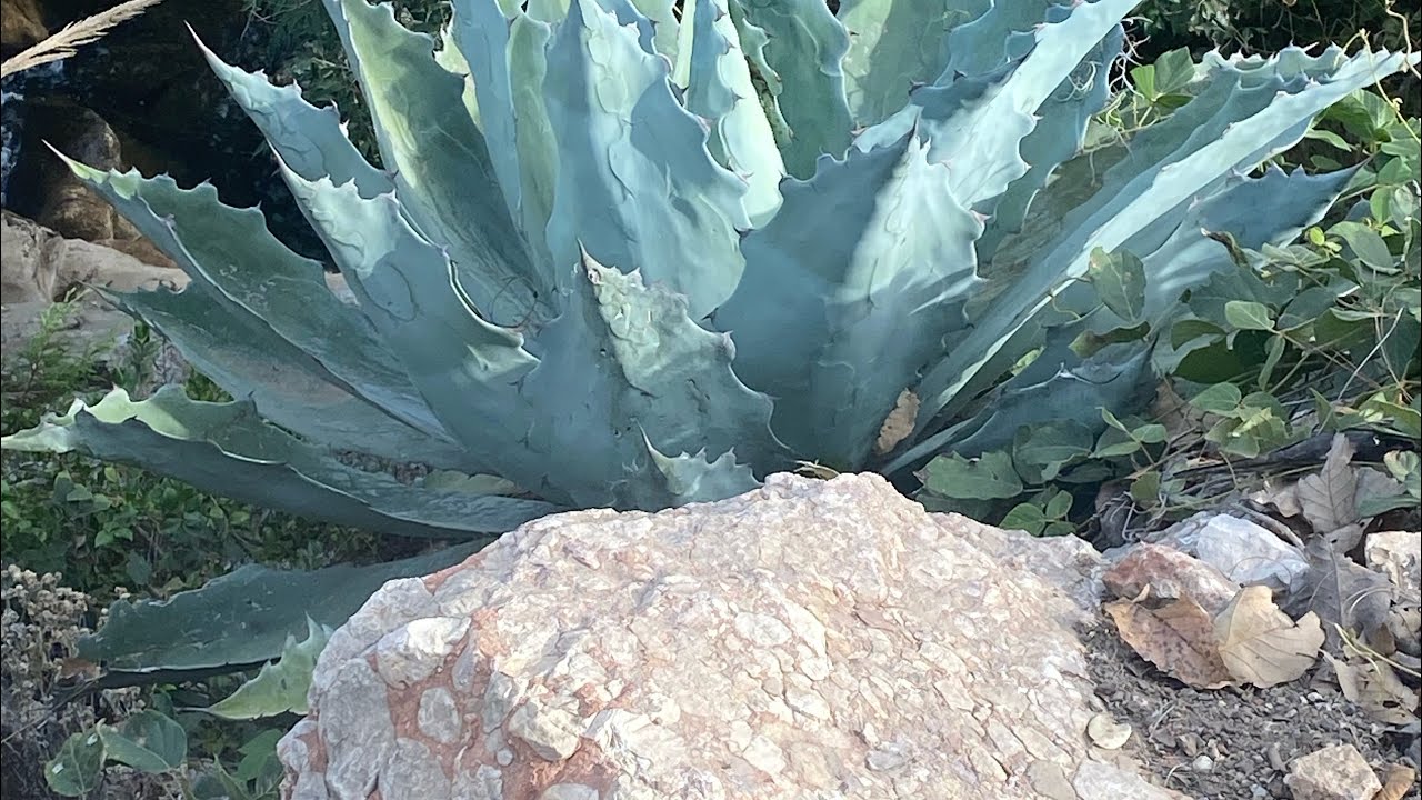 SANTIAGO YOSONDÚA(PLAZA)