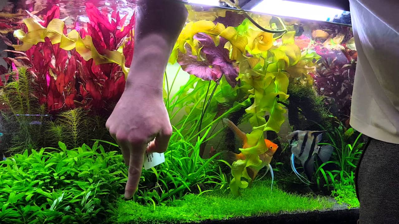 Pielęgnacja akwarium roślinnego.