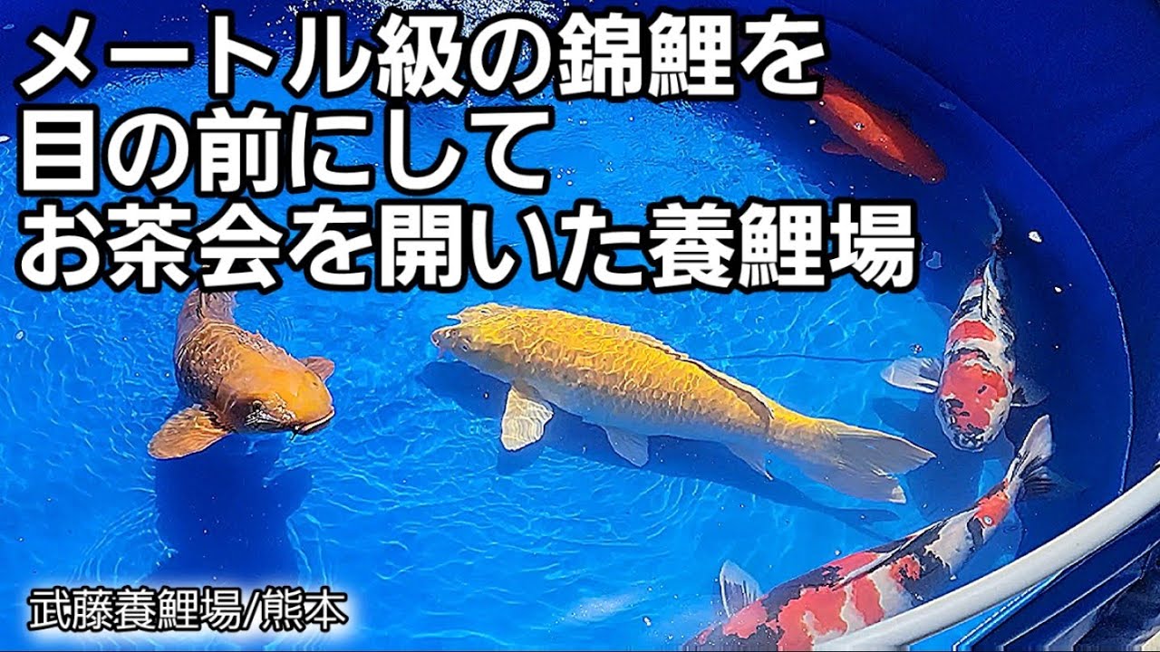 【武藤養鯉場】それは…最大級‼️