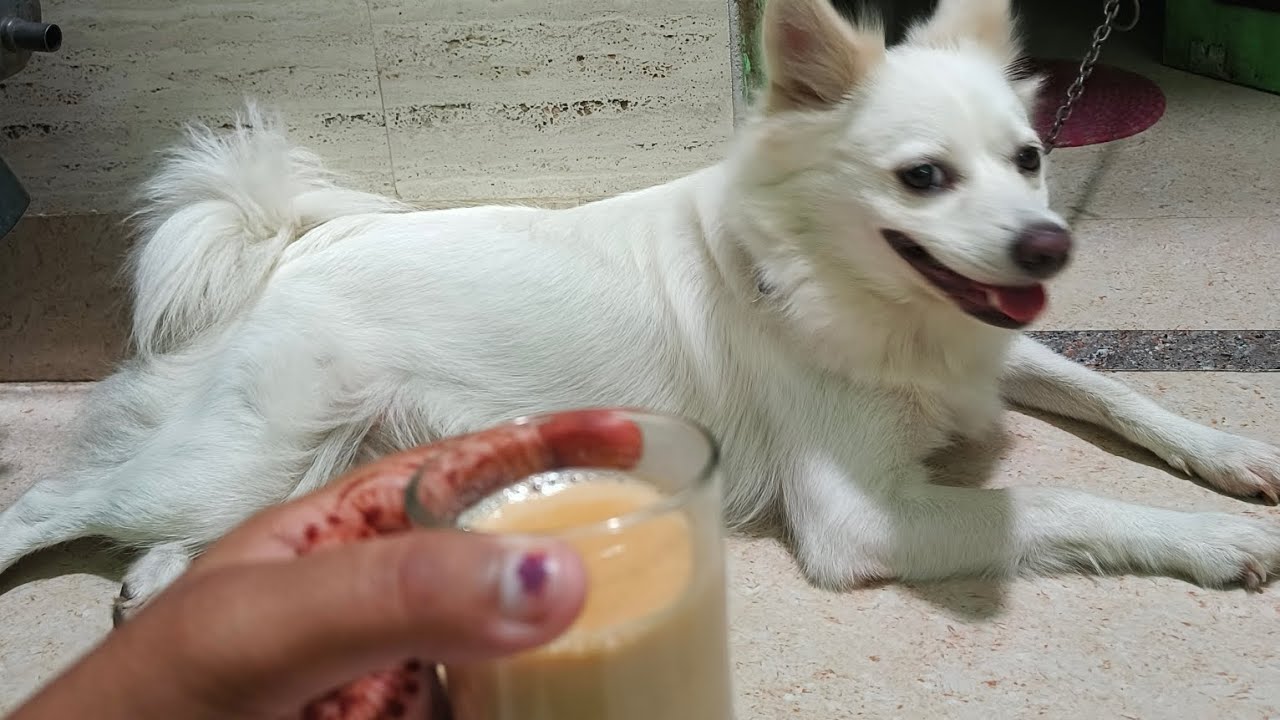 A day well spent, living alone diaries, a nice day with my dog #viralvideo #pomeranian #life #like