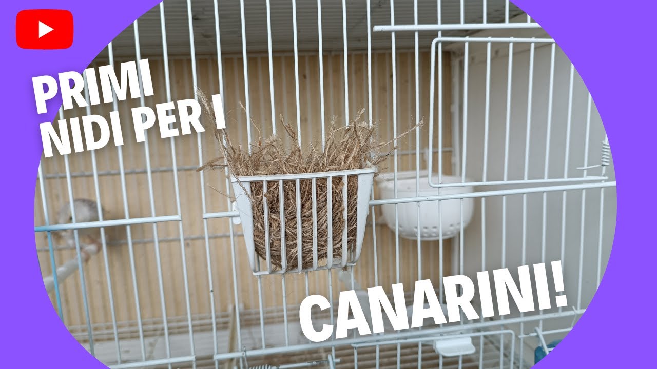 Inseriamo i nidi ai canarini per la nuova stagione riproduttiva!