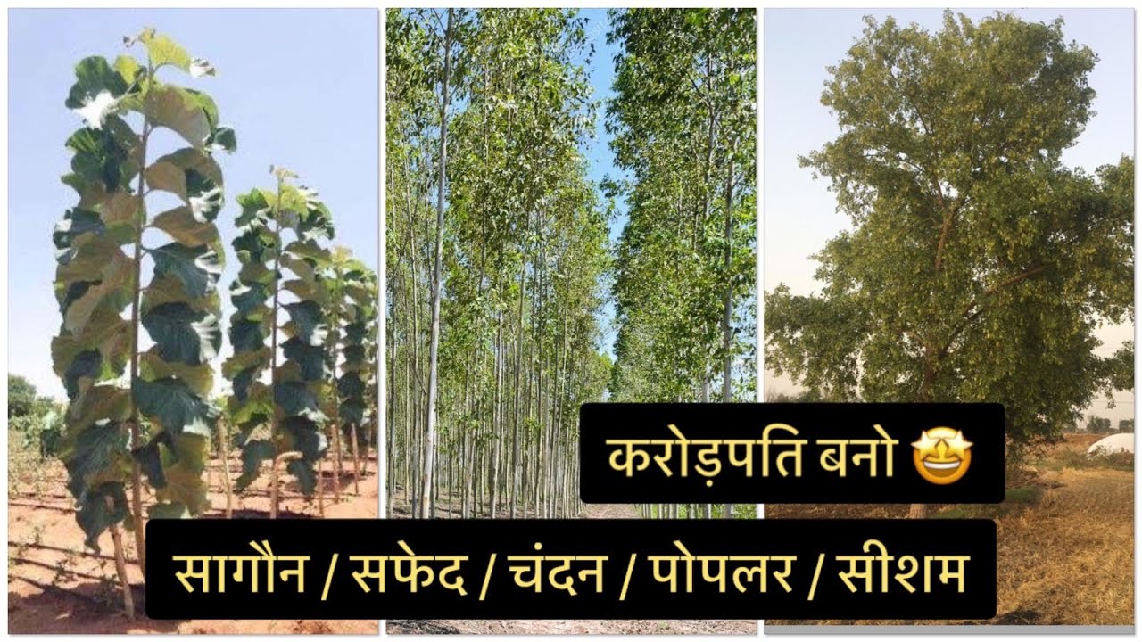 सागौन / सफेद / चंदन / सीशाम / पोपलर से बनो करोड़पति 🤩 || Teak / Poplar / Eucalyptus / Mahogany