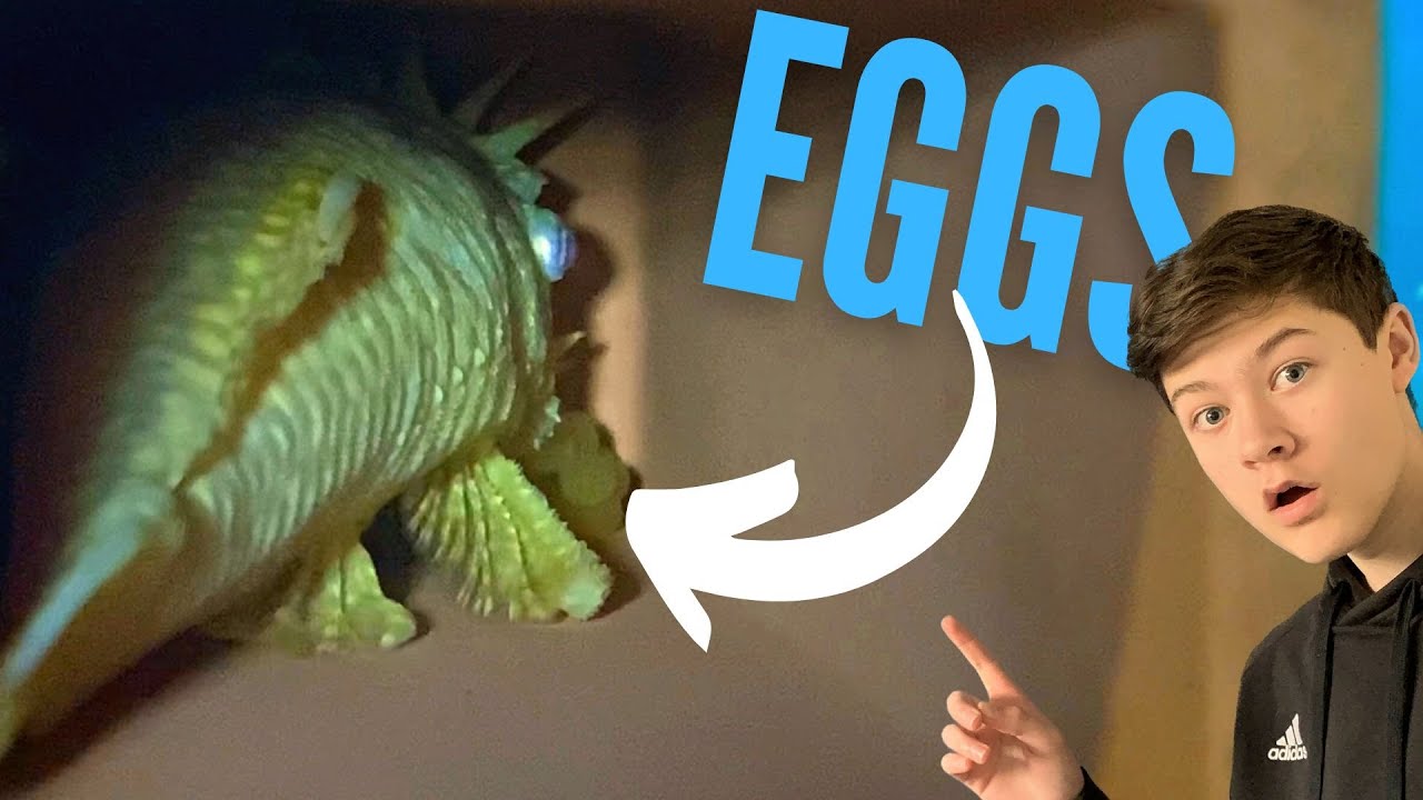 This Is HOW I BRED BRISTLENOSE PLECOS In My Fishroom // Full Breeding Tutorial
